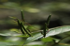 Diotacanthus albiflorus